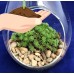 Hanging Teardrop Mexican Sedum Terrarium Kit - Easy to Grow - 4" x 7" Glass   